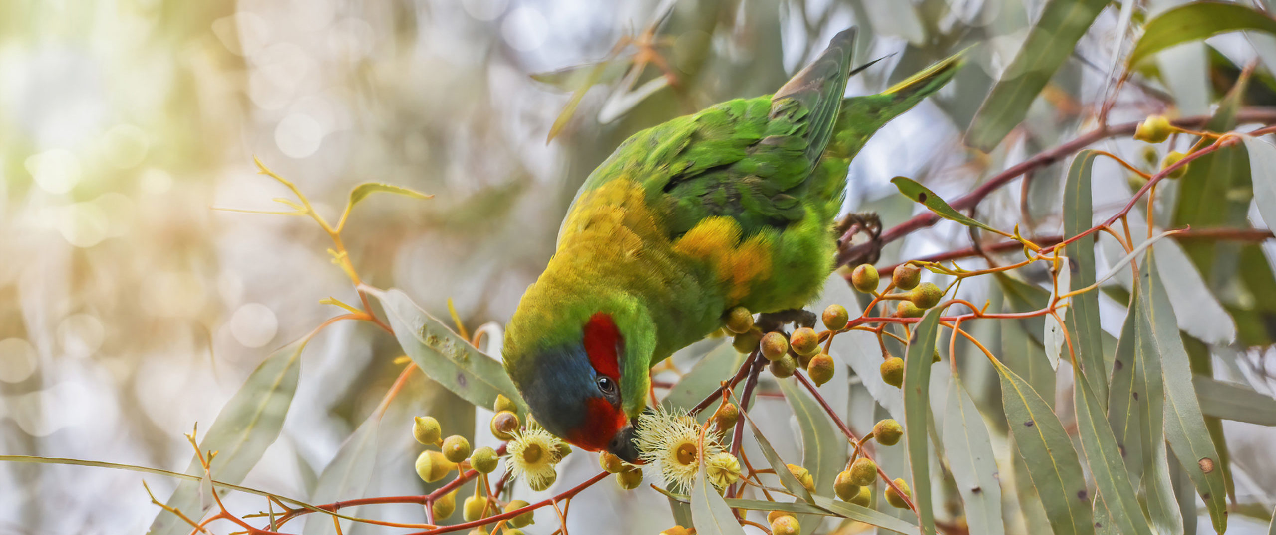 Musk Lorikeet feeding on flowering gum nectar